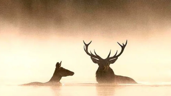Fimplakat Flüstern der Wälder.