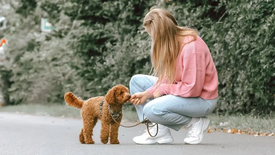 Eine Frau gibt einem braunen Hund ein Leckerli.