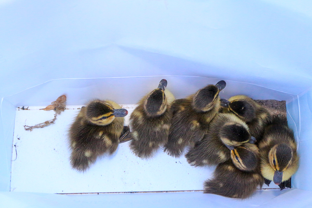 Kleine Enten