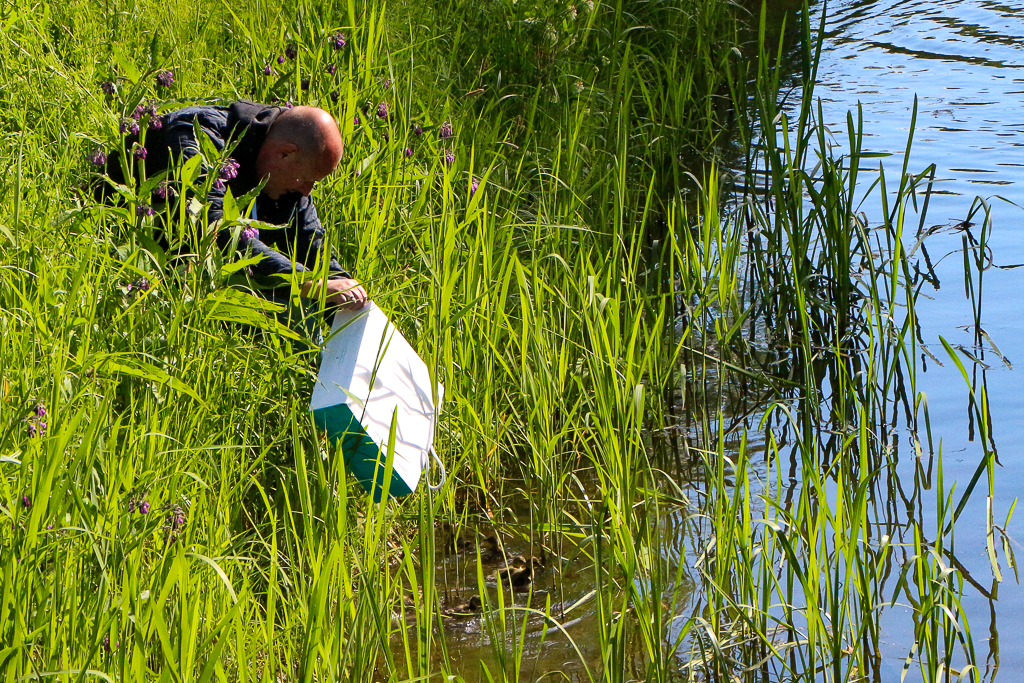 Mann setzt Entenküken aus einer 