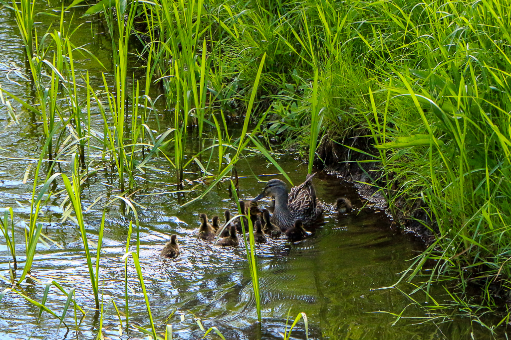 Entenfamilie am Bachufer