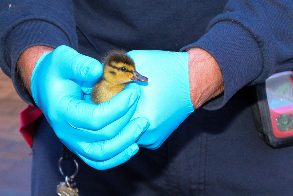 Hände mit blauen Handschuhen halten ein Entenküken.